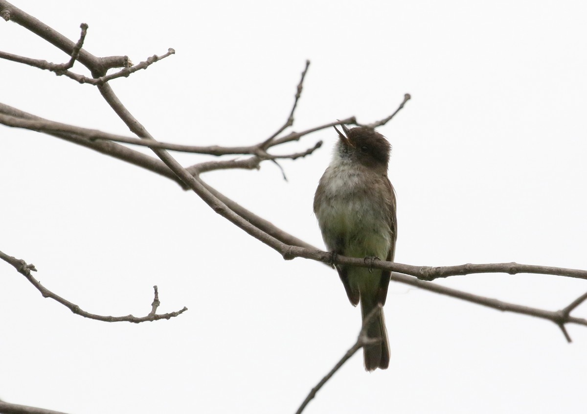 Eastern Phoebe - ML353351731