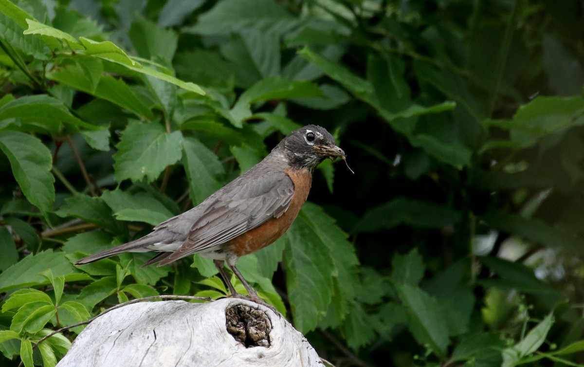 American Robin - ML353351811