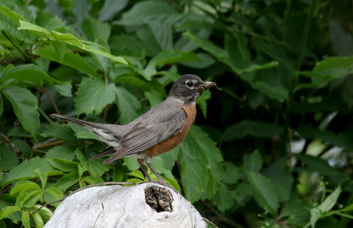 American Robin - ML353351881