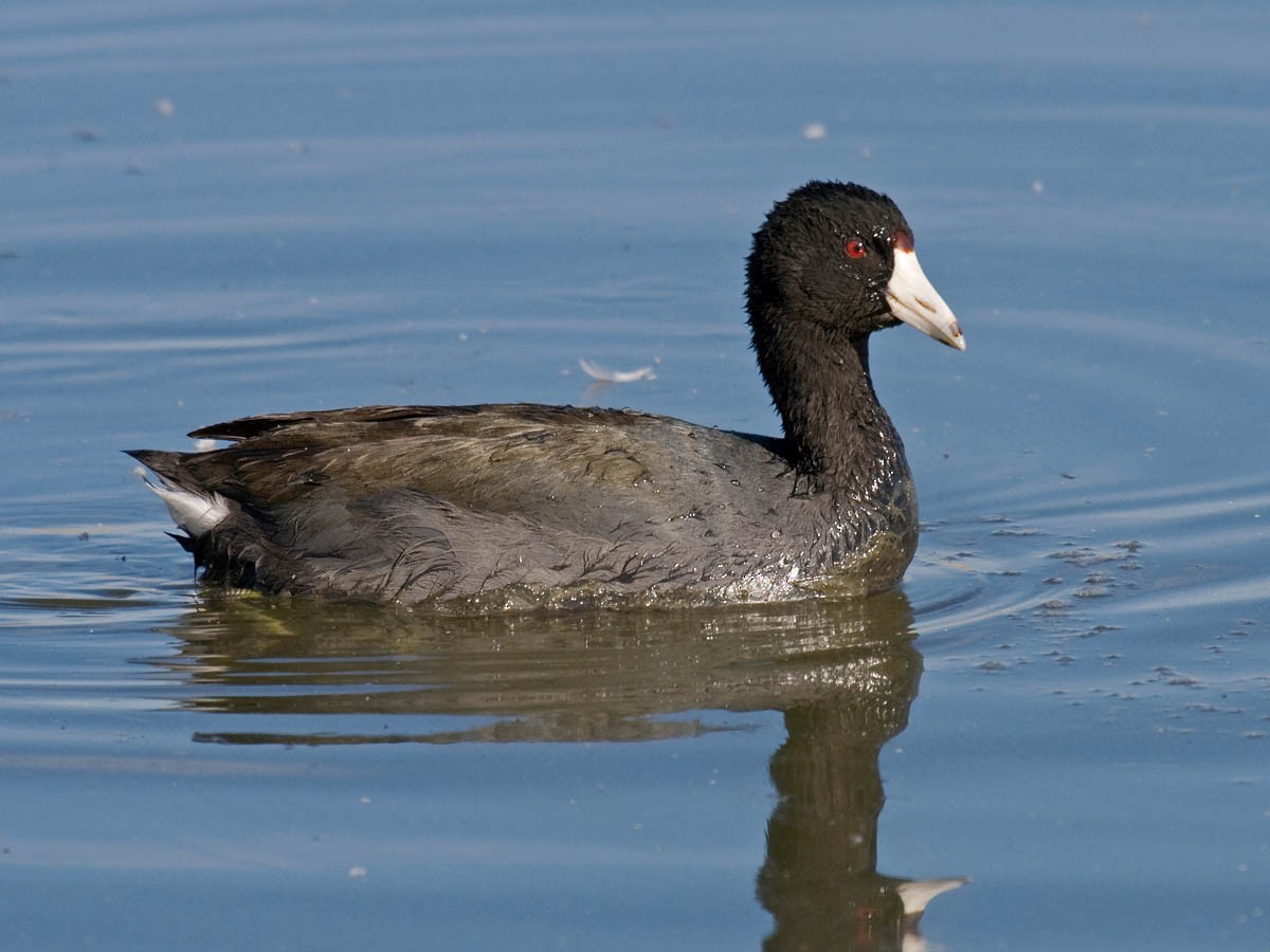 American Coot - Greg Gillson