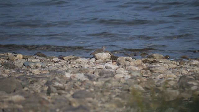 Spotted Sandpiper - ML353352941