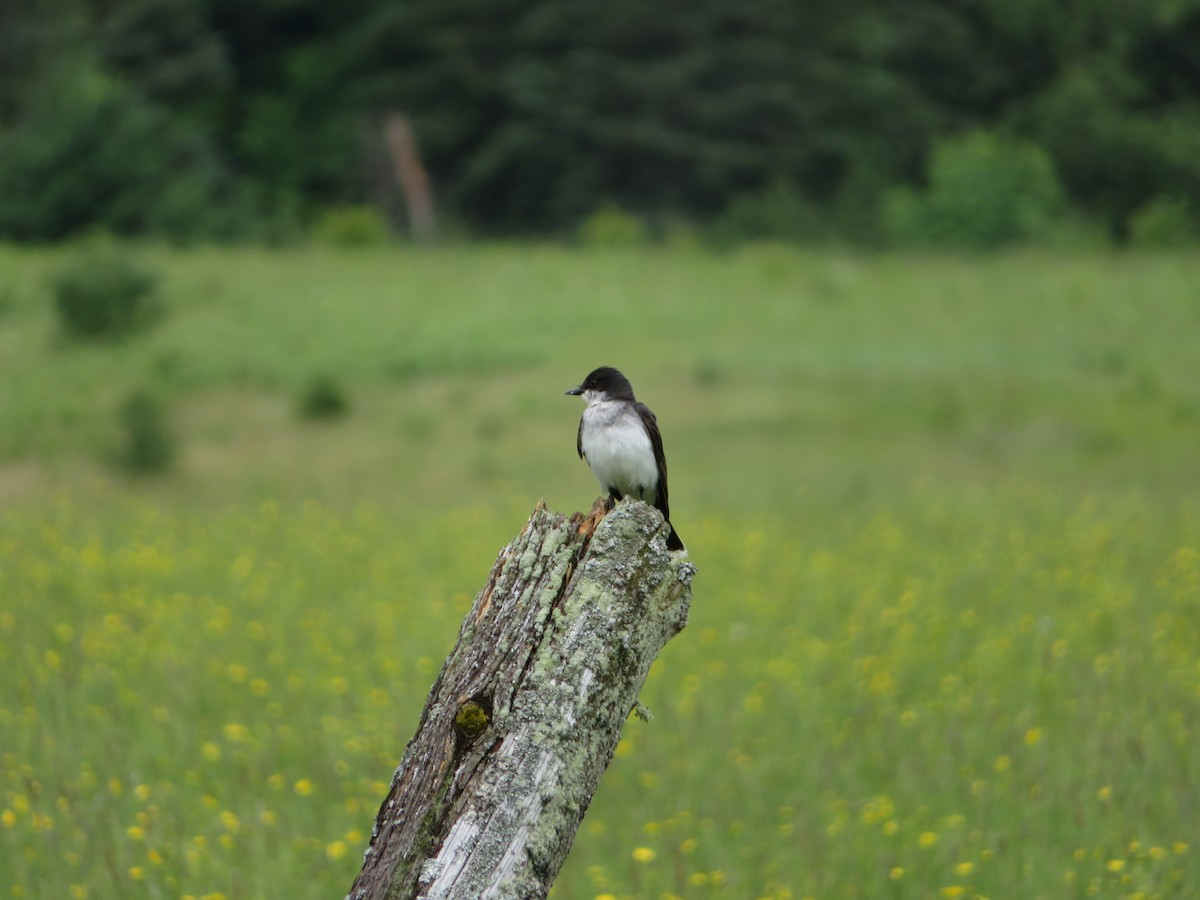 Eastern Kingbird - ML353353361