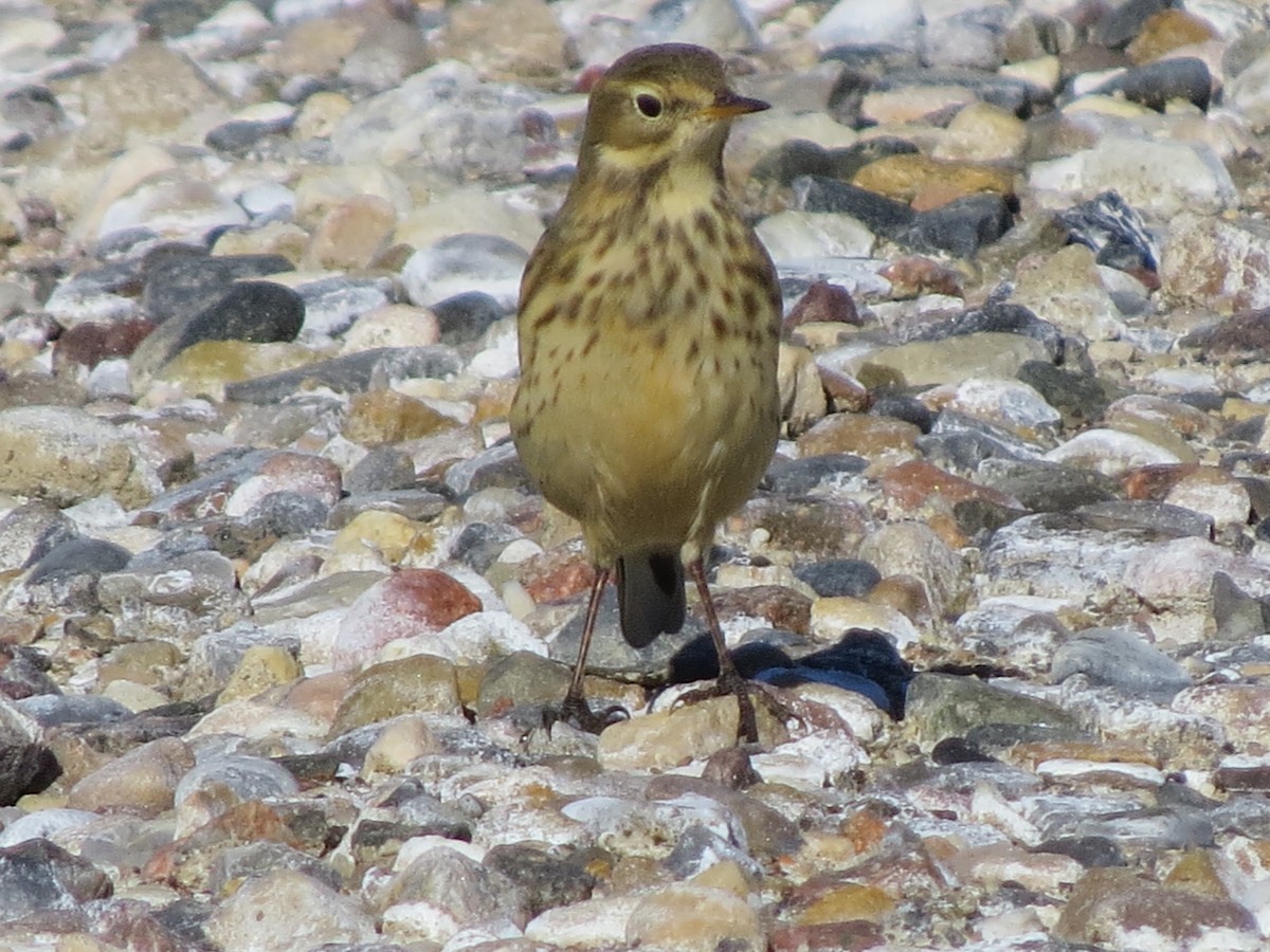 American Pipit - ML35335431