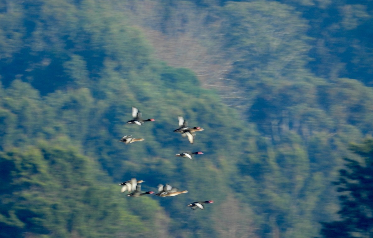 Rosy-billed Pochard - ML353356131