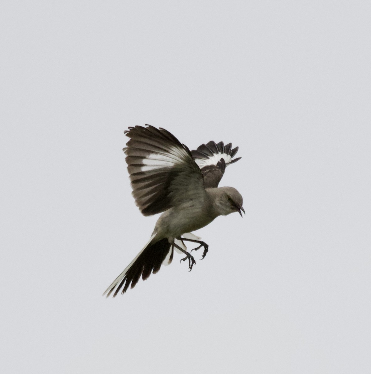 Northern Mockingbird - David Gruver