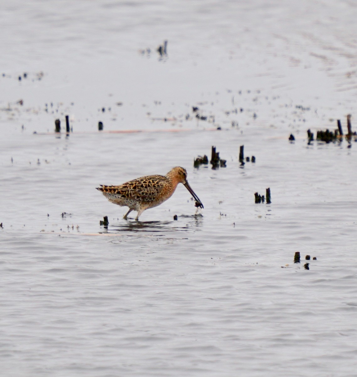 Short-billed Dowitcher - ML353359551