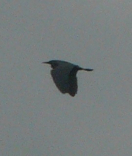Little Blue Heron - ML353361221