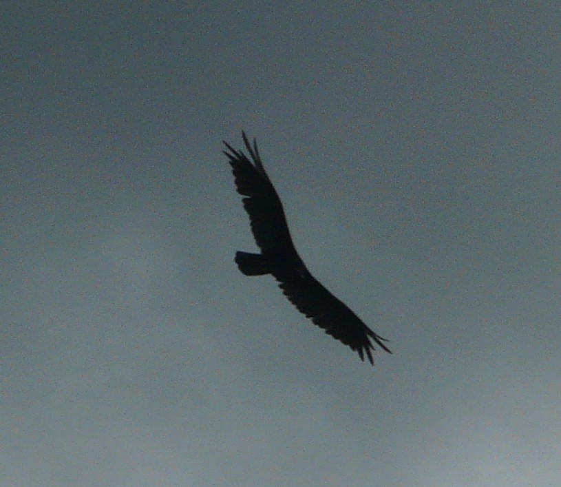 Turkey Vulture - ML353361271