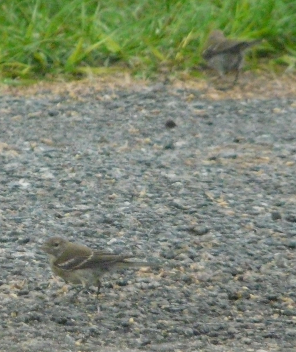 Pine Warbler - ML353361281