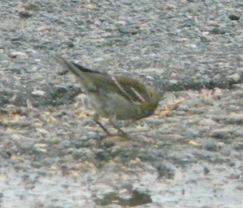 Pine Warbler - ML353361301
