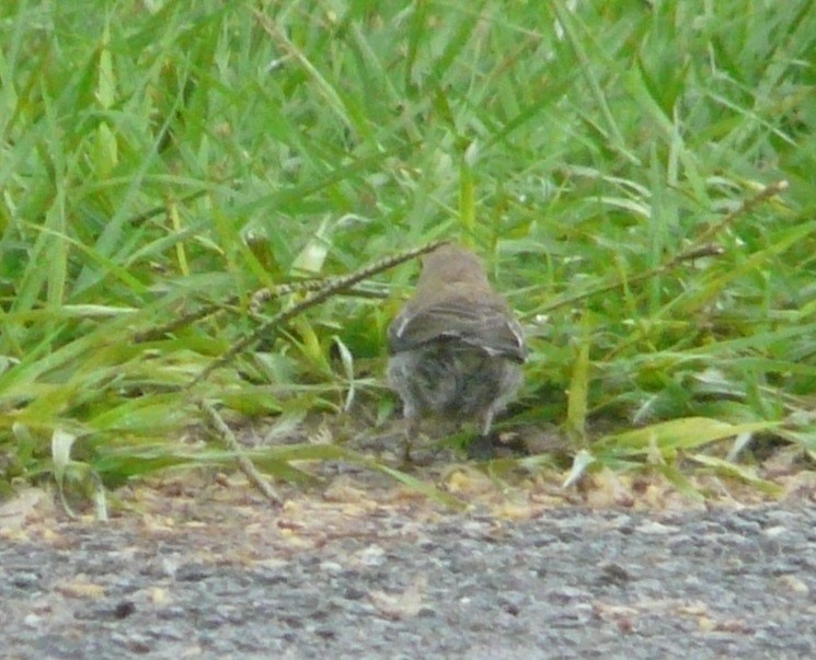 Pine Warbler - ML353361331