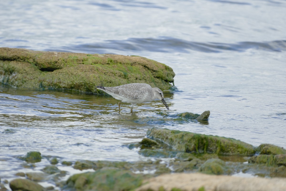 Red Knot - ML35336151