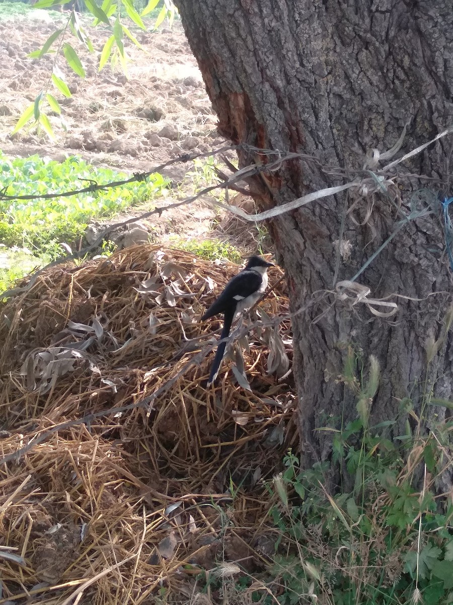 Pied Cuckoo - ML353361571