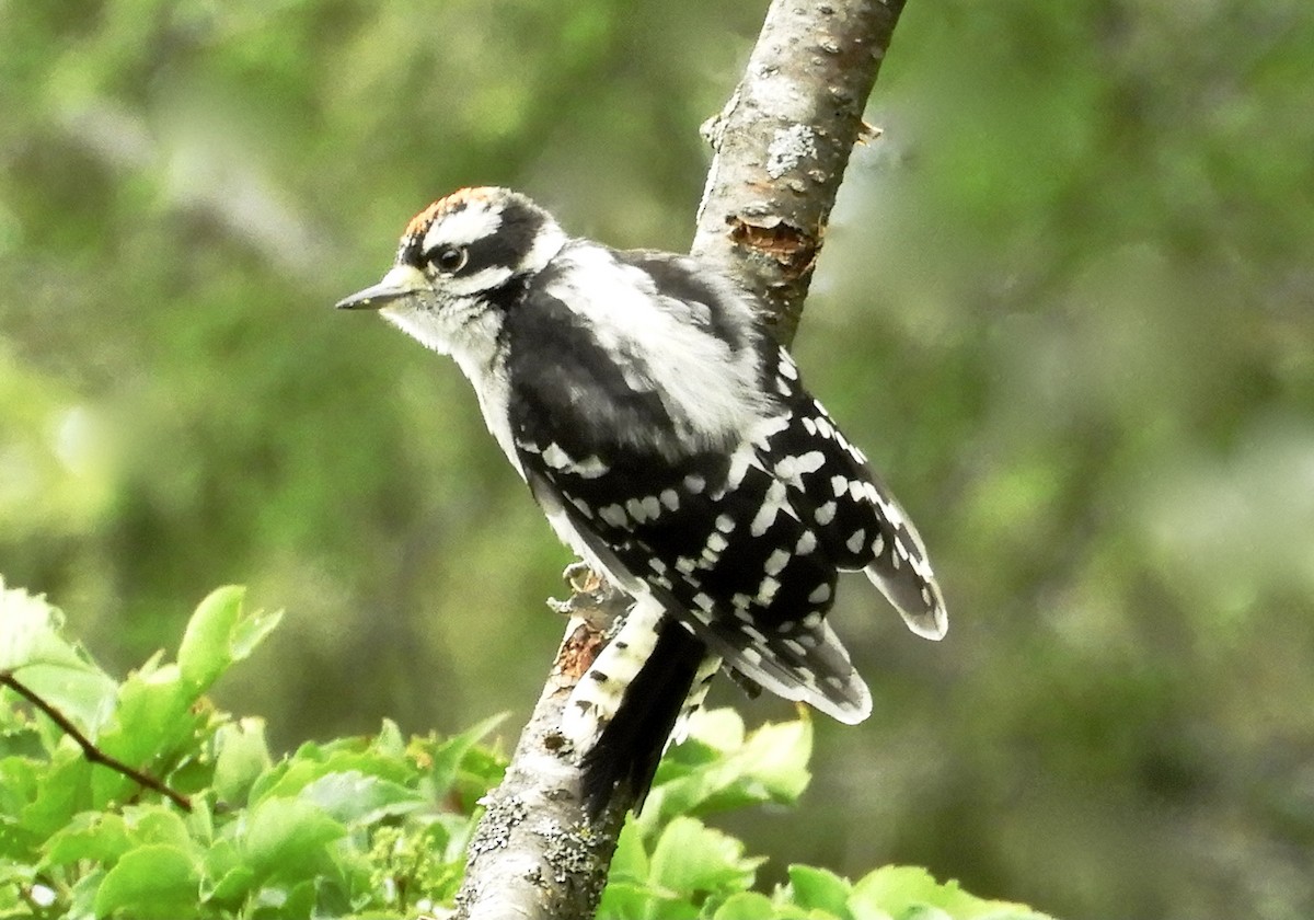 Downy Woodpecker - kim schonning