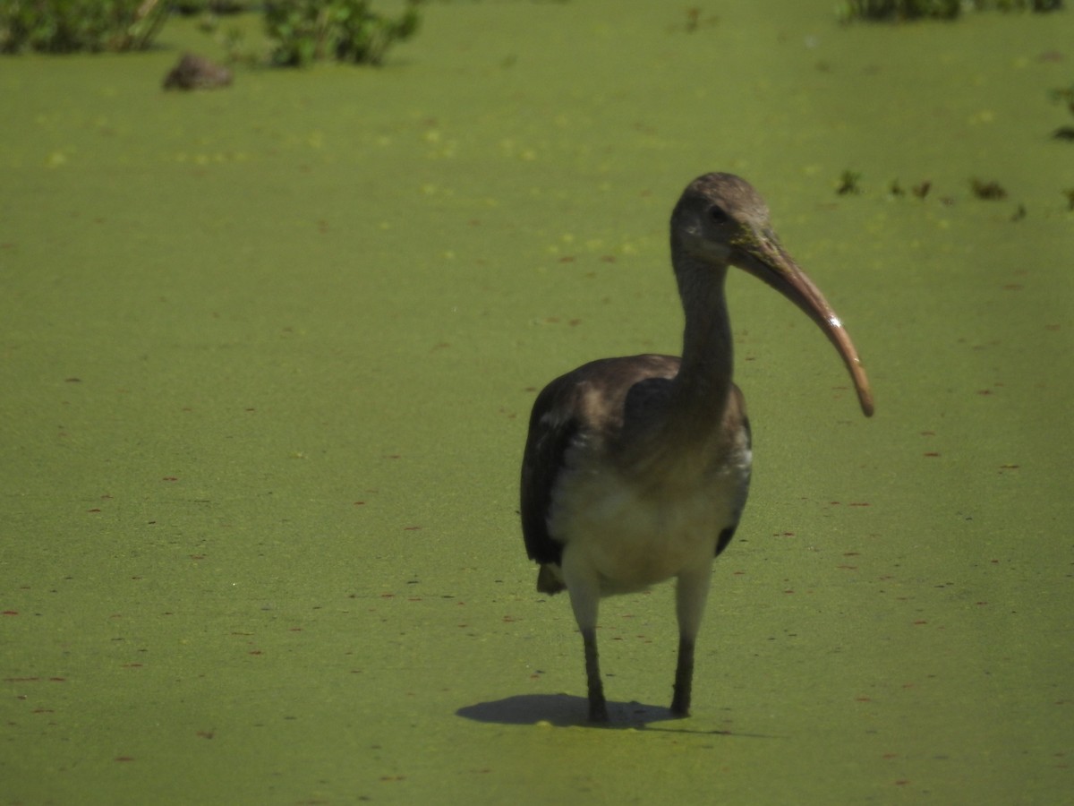 Ibis blanc - ML353362531