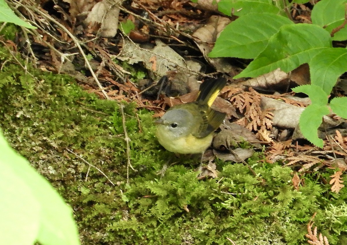 American Redstart - ML353362561