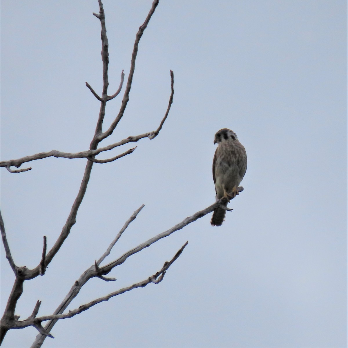 American Kestrel - ML353363521