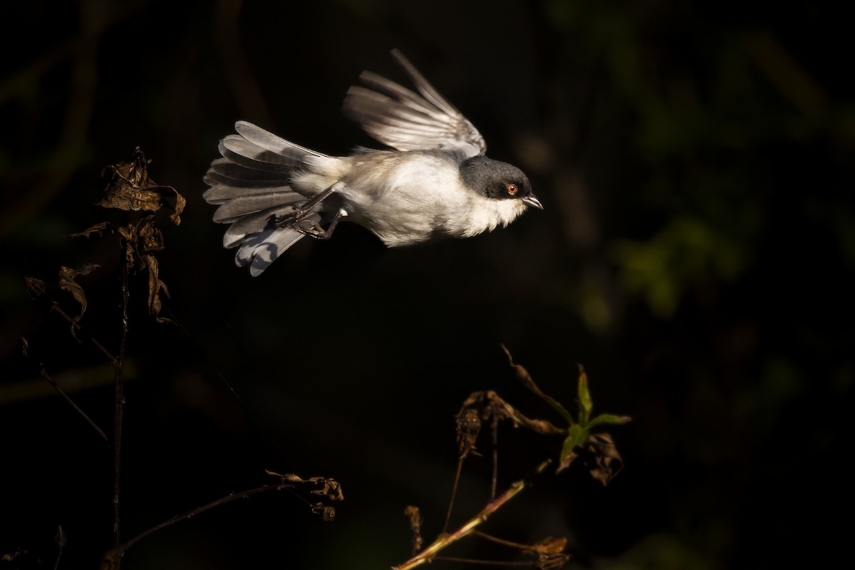 Black-capped Warbling Finch - ADRIAN GRILLI