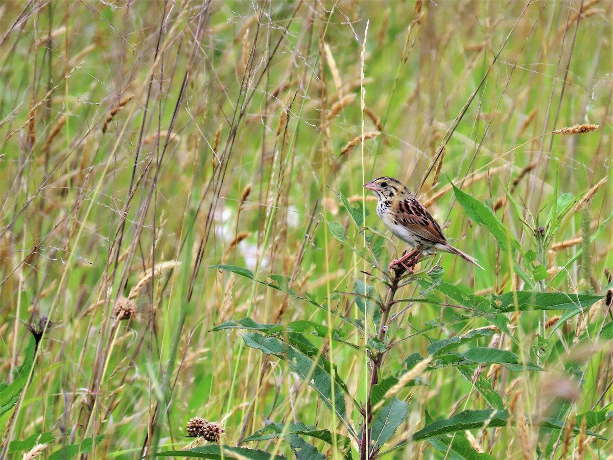 Henslow's Sparrow - ML353365051