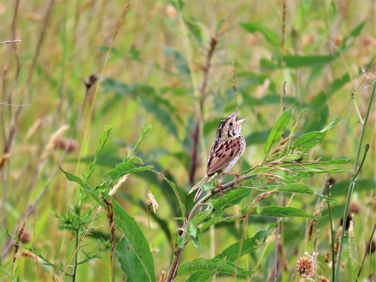 Henslow's Sparrow - ML353365071