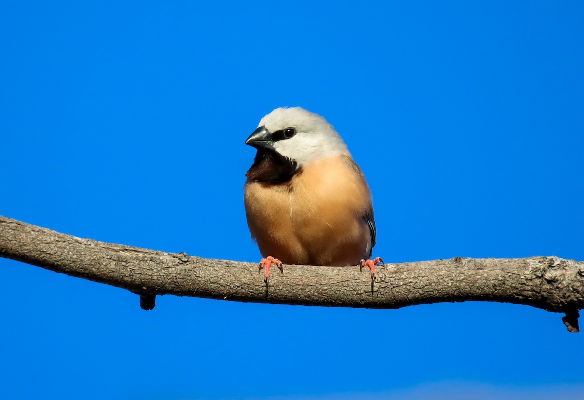 Black-throated Finch - ML353365871
