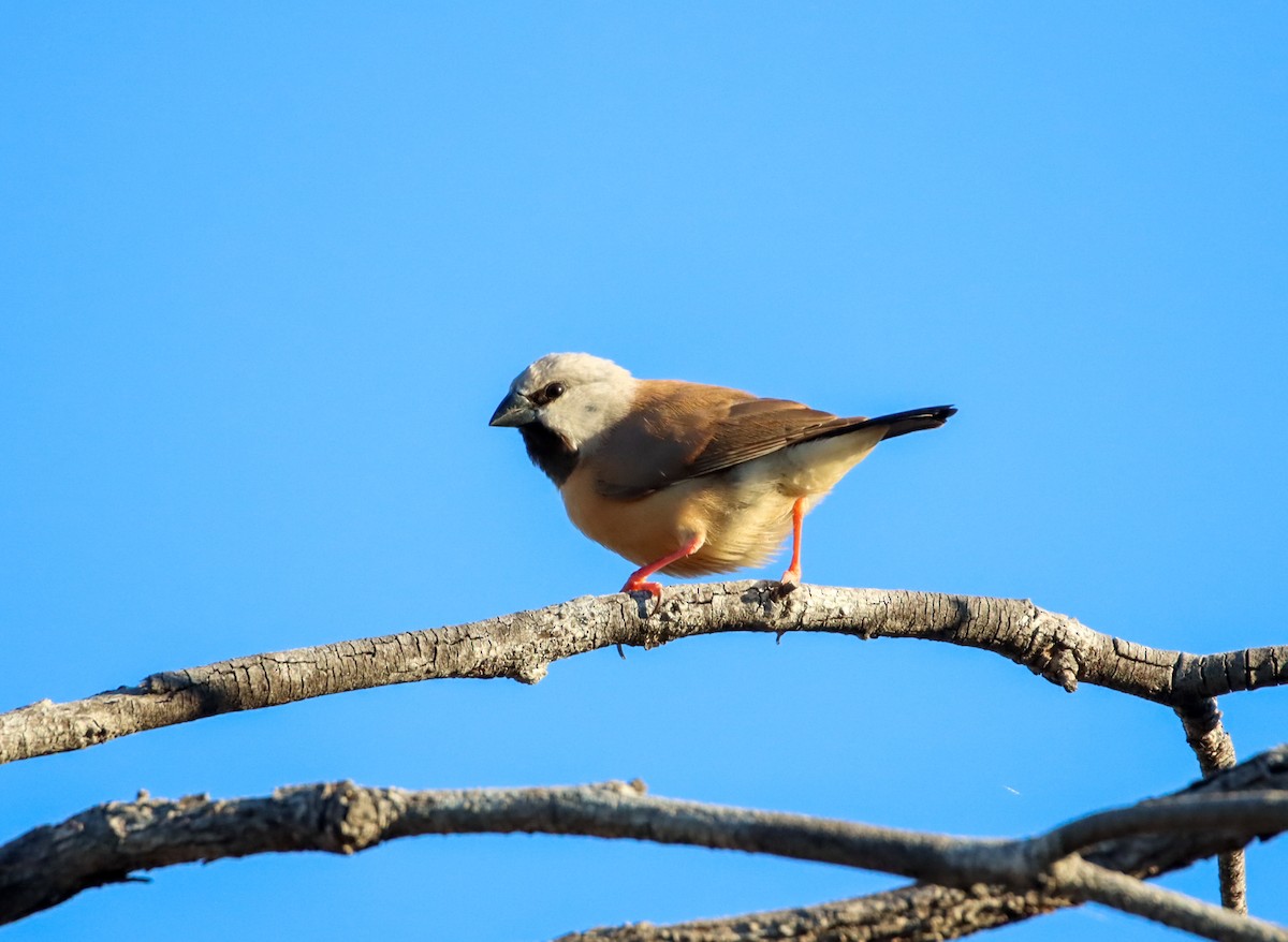 Black-throated Finch - ML353365941