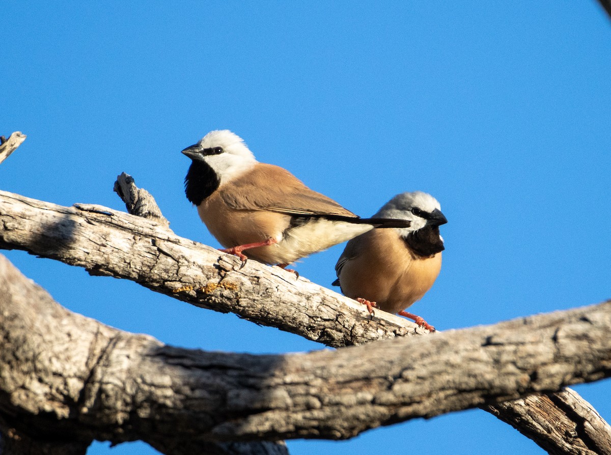 Black-throated Finch - ML353365981