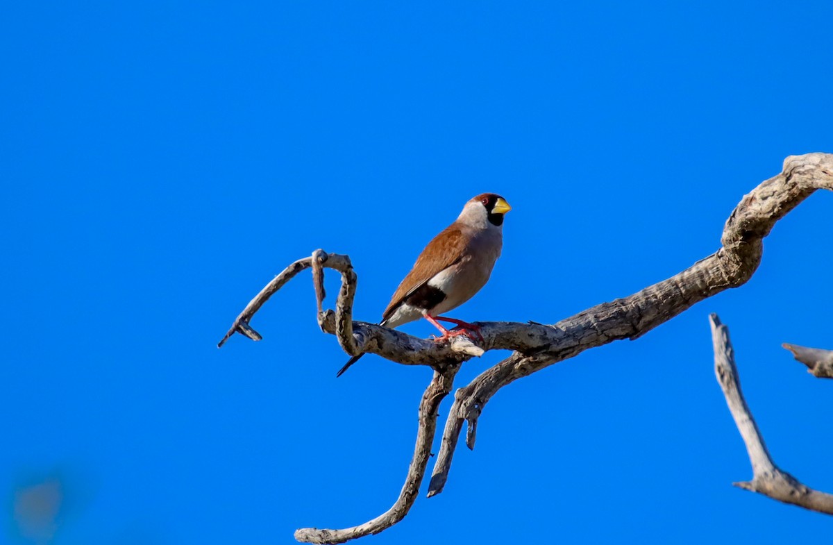 Masked Finch - ML353366051