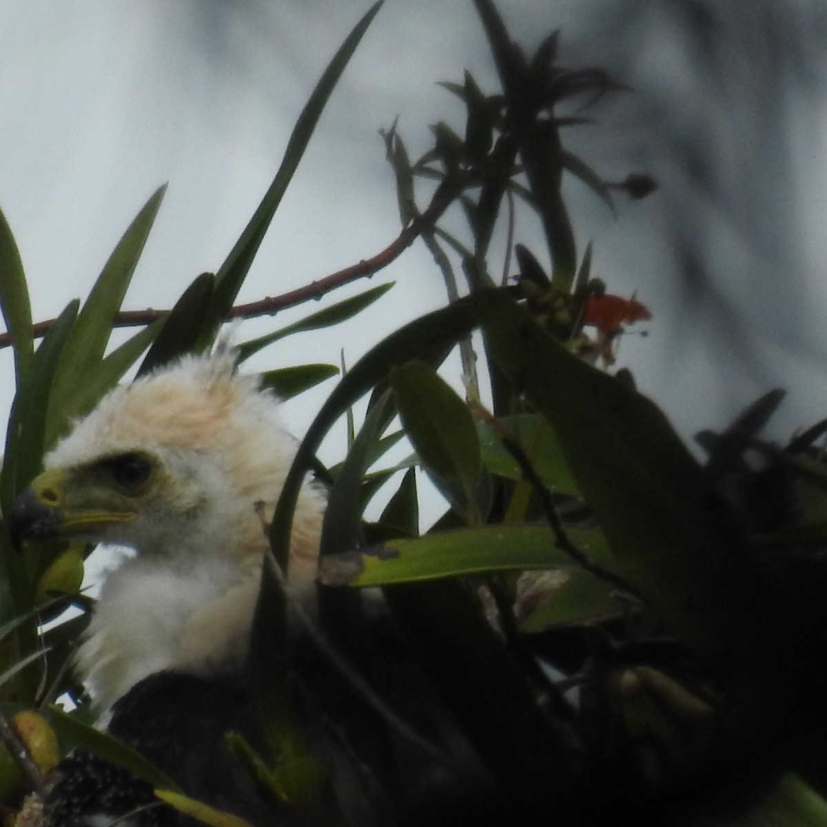 Ornate Hawk-Eagle - ML353366611