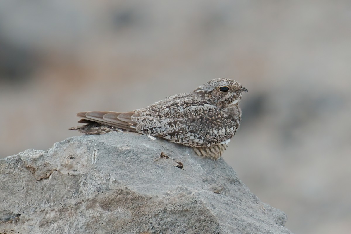 Lesser Nighthawk - ML353367111