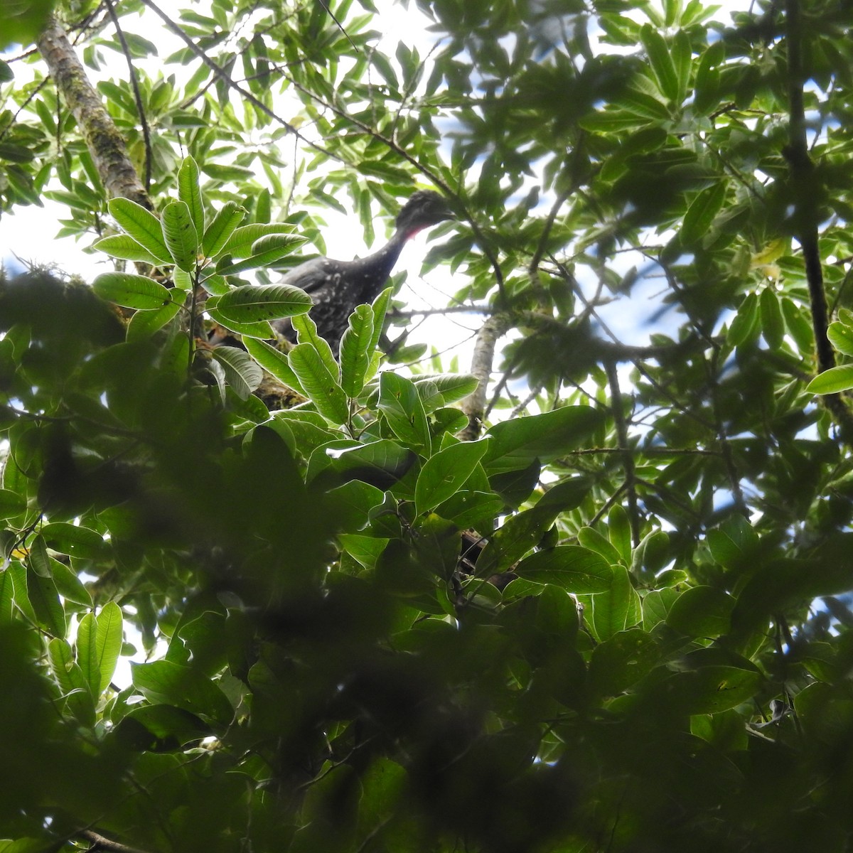 Crested Guan - ML353368151