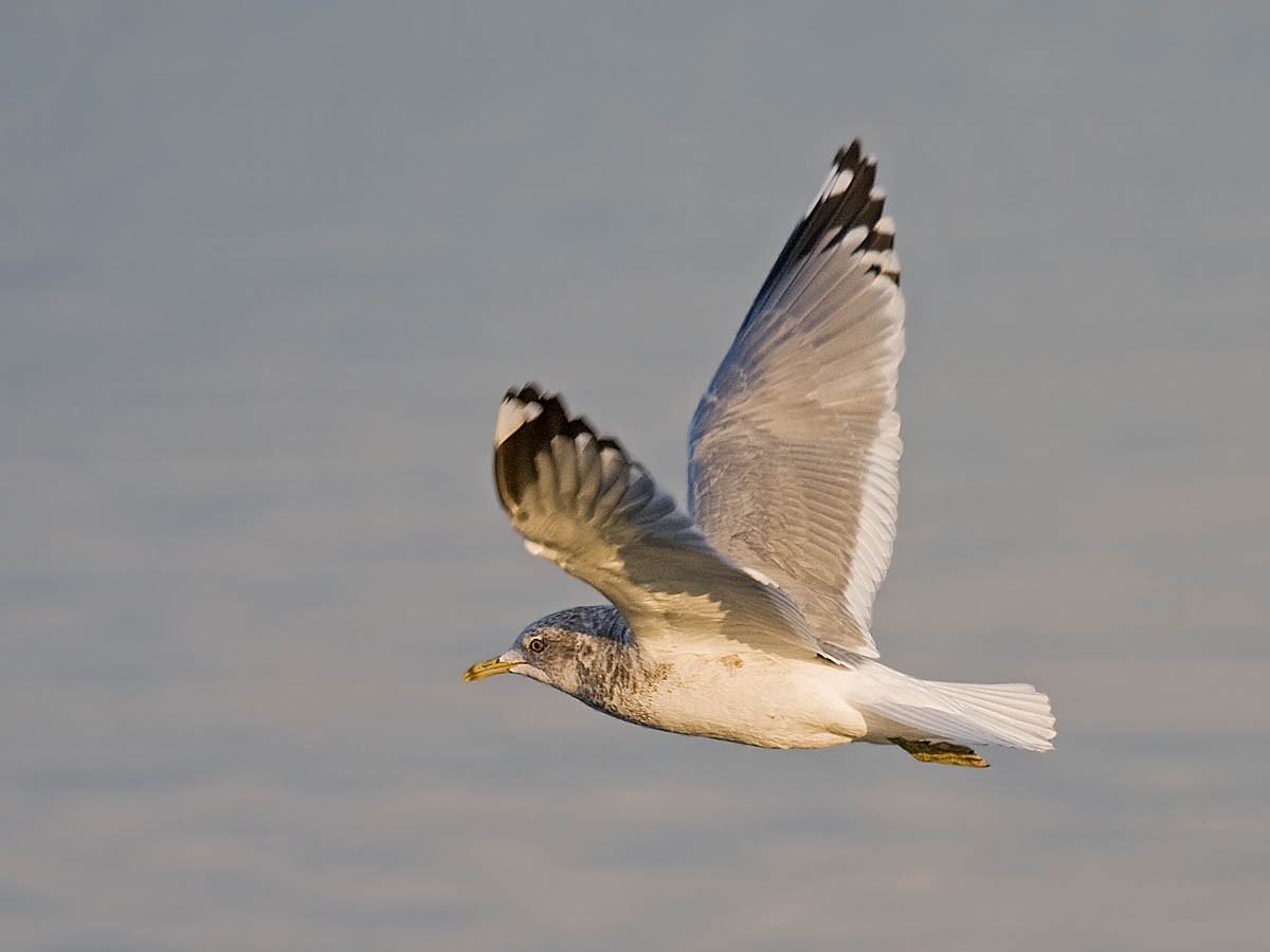 Short-billed Gull - Greg Gillson