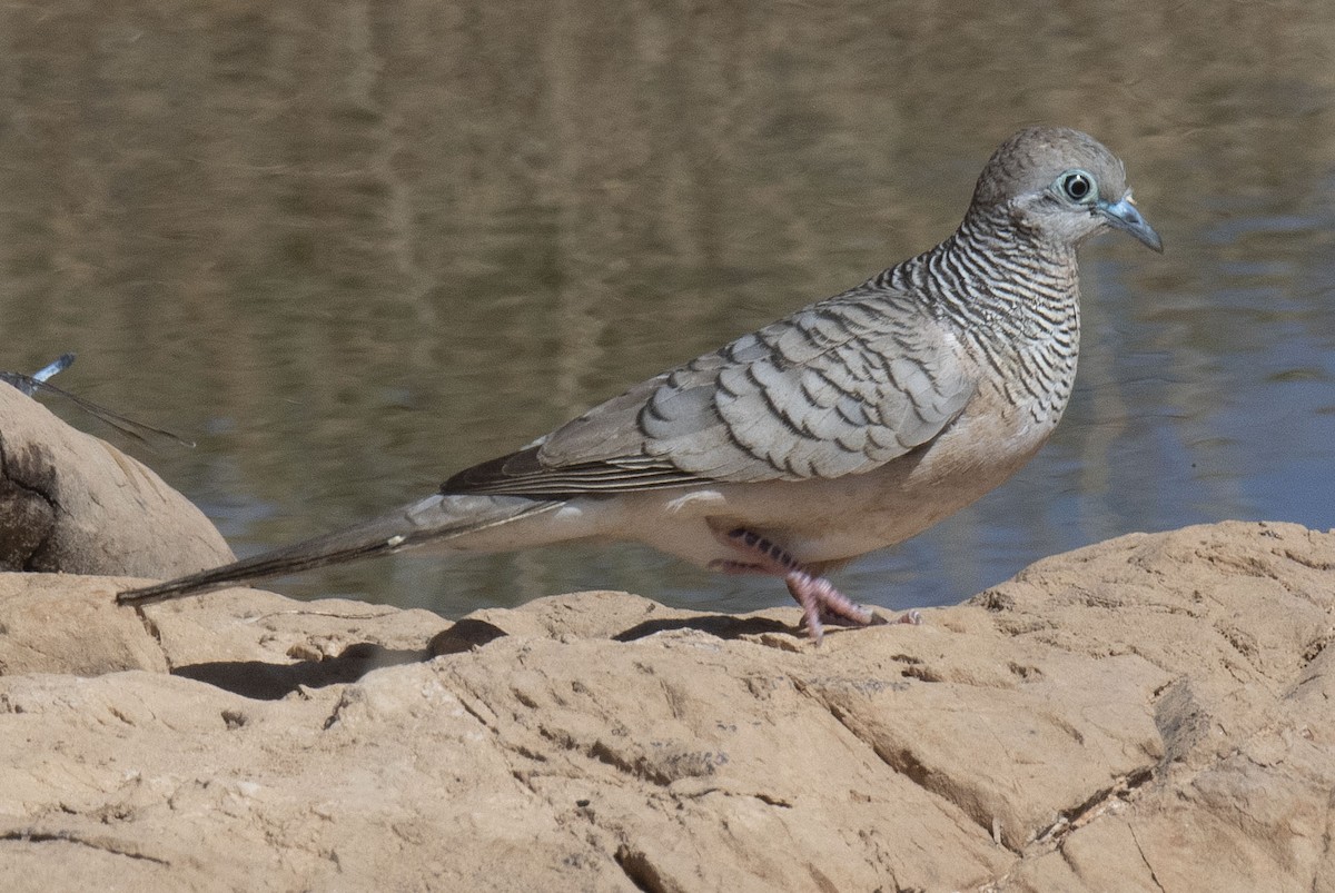 Peaceful Dove - ML353370301