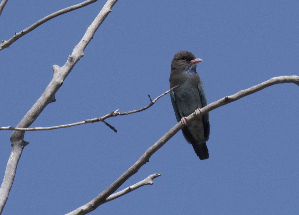 Dollarbird - ML353371301