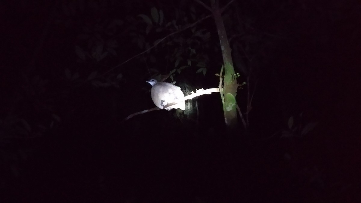 White-throated Tinamou - ML353372391