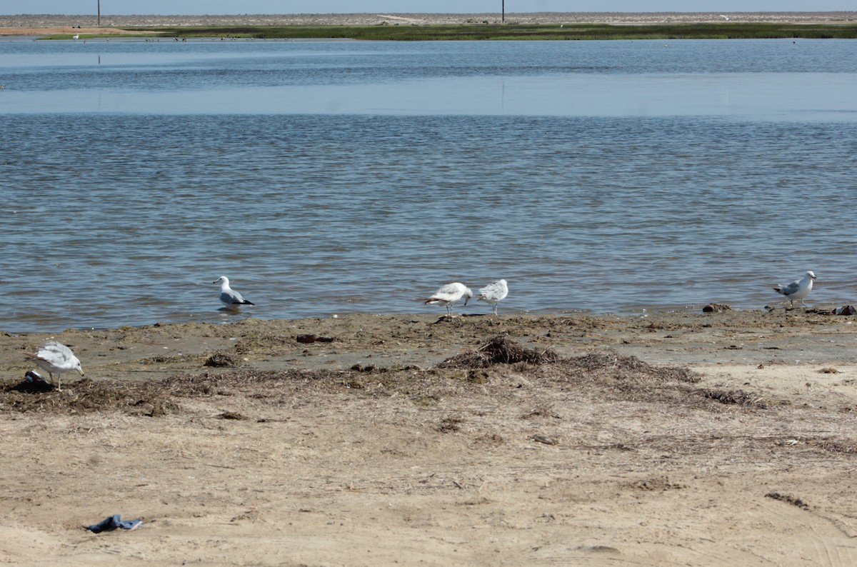 Ring-billed Gull - ML353374301