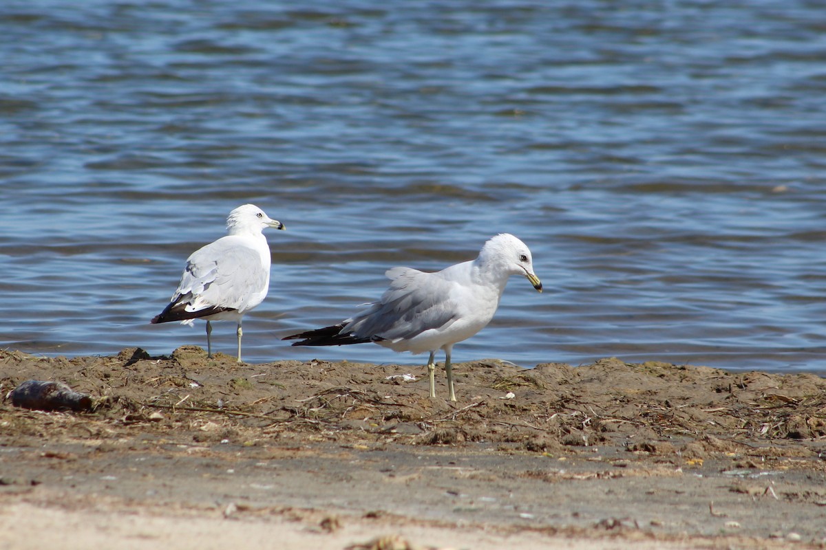 Ring-billed Gull - ML353374311