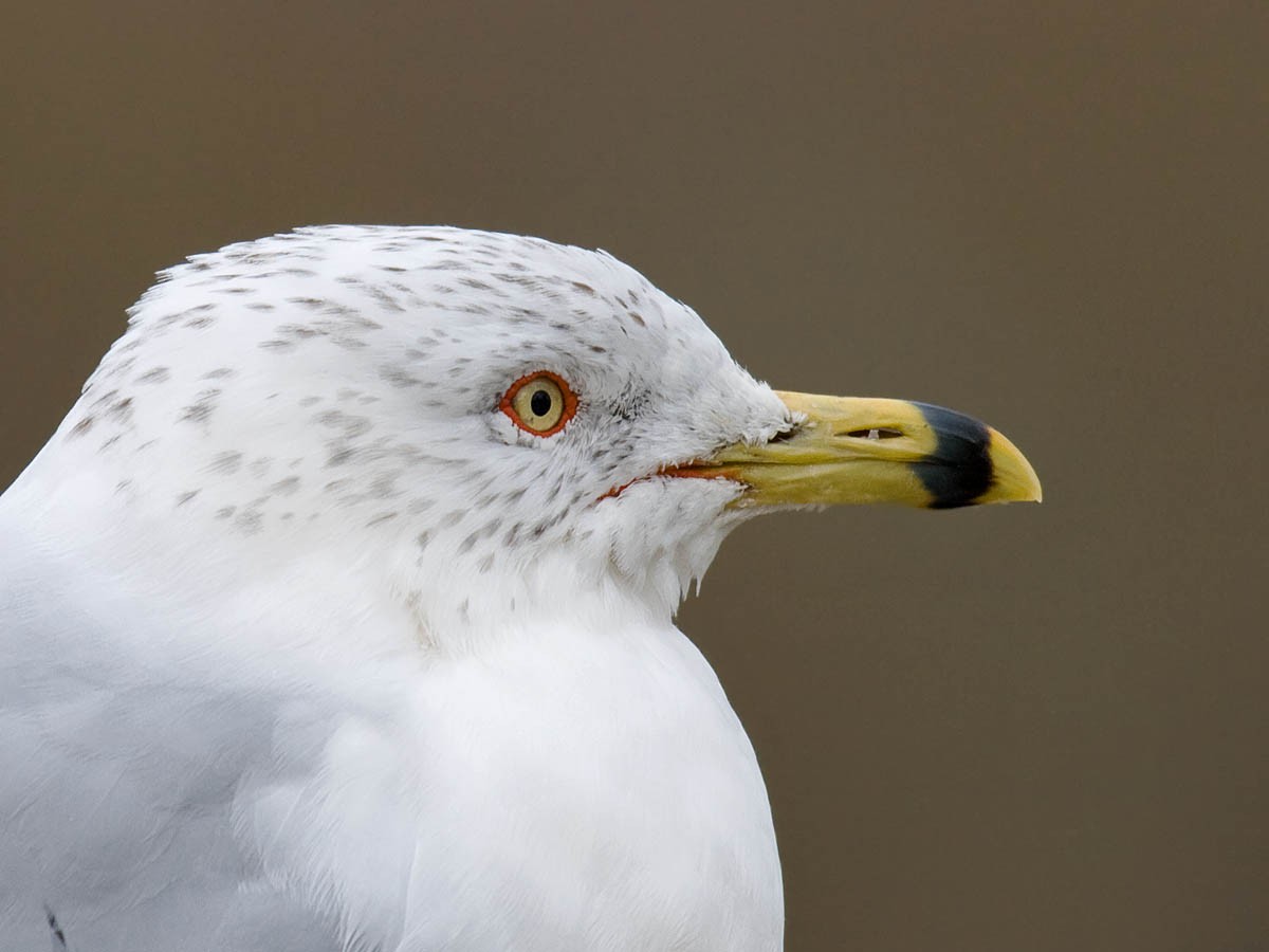 Ring-billed Gull - ML35337451