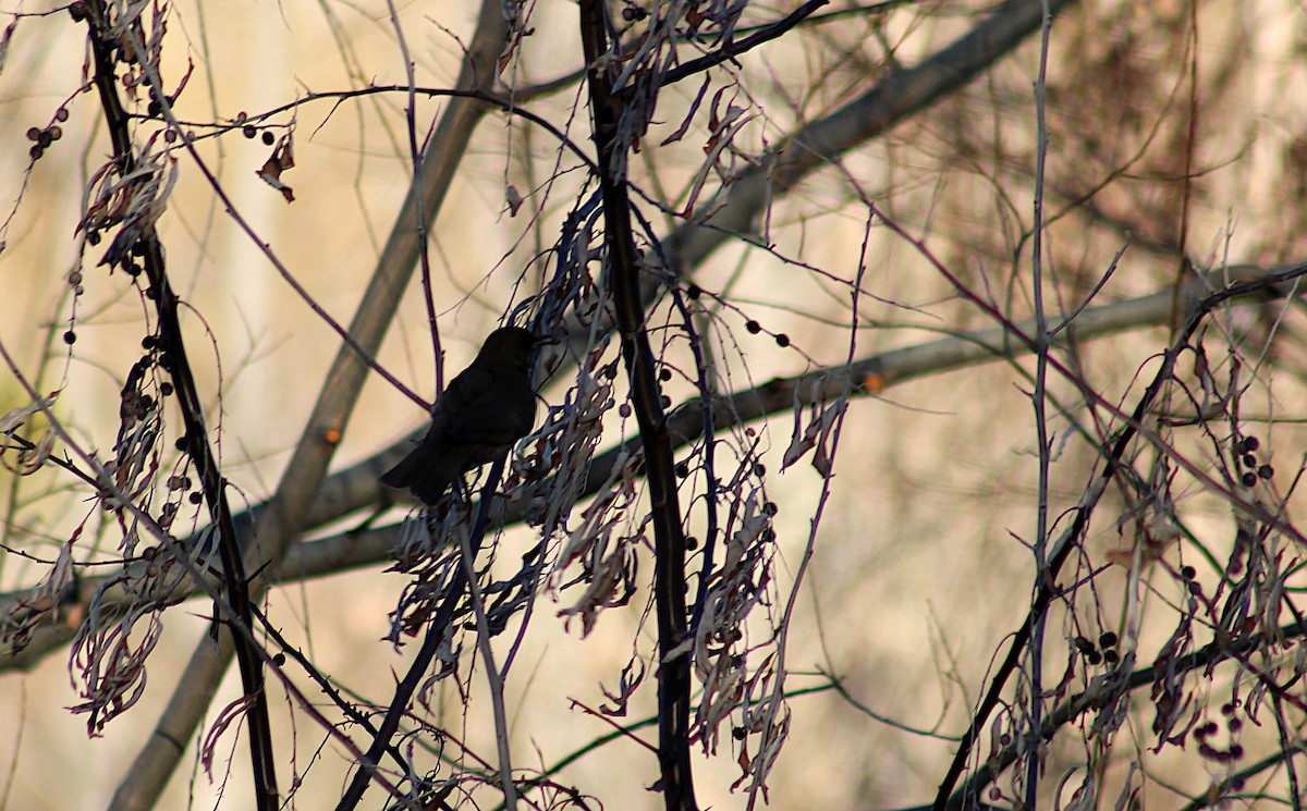 Chiguanco Thrush - Lucas Braun