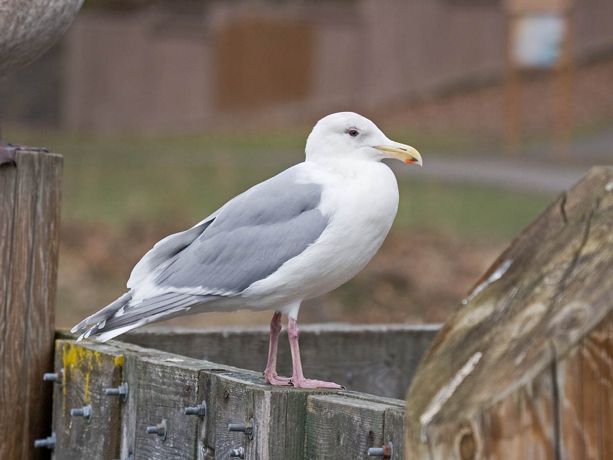 Western x Glaucous-winged Gull (hybrid) - ML35337501