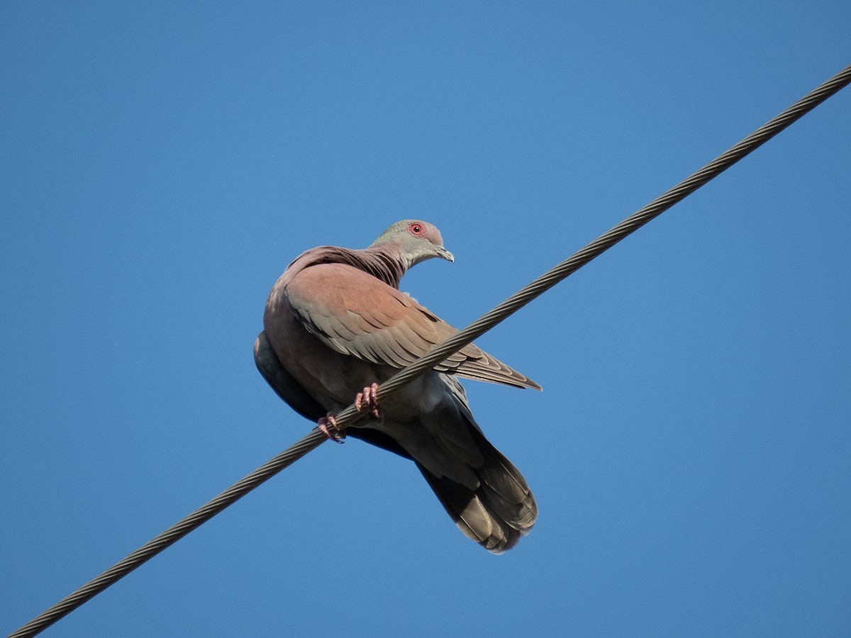 Pale-vented Pigeon - ML353375101