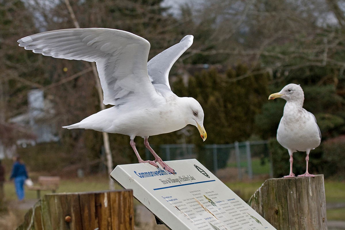 Western x Glaucous-winged Gull (hybrid) - ML35337511