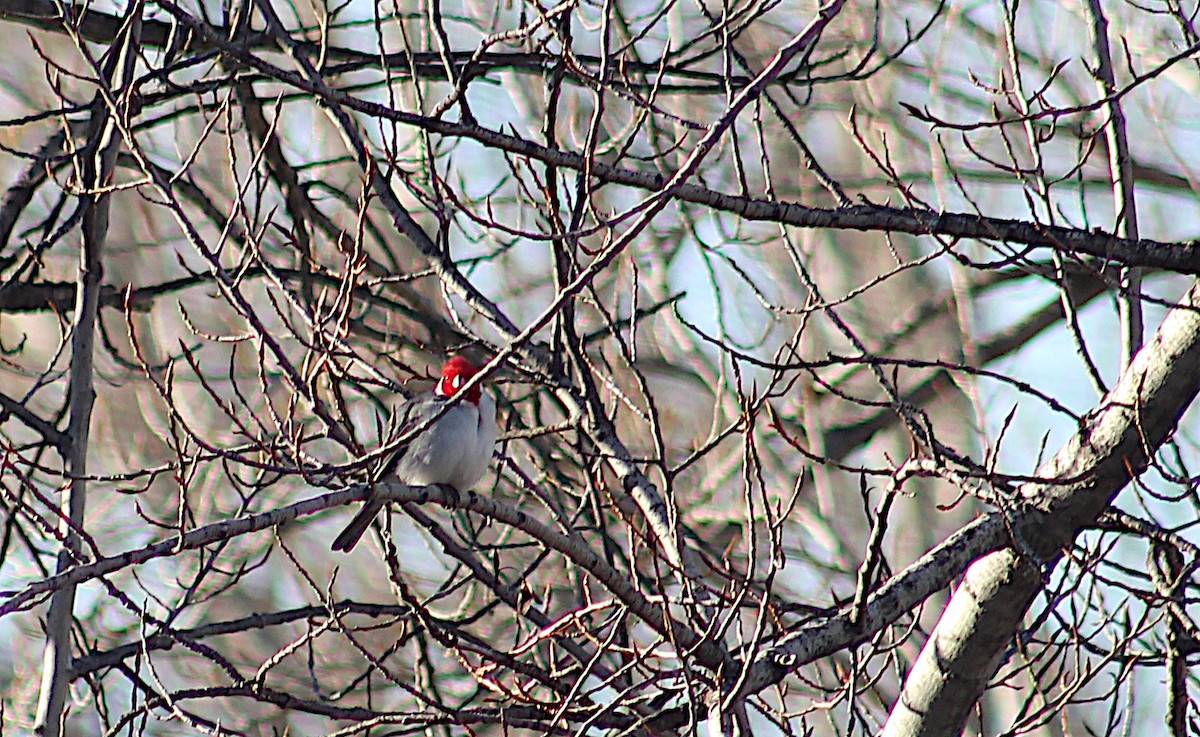 Red-crested Cardinal - ML353375591
