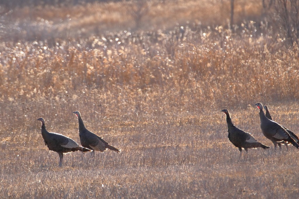 Wild Turkey - ML353376111