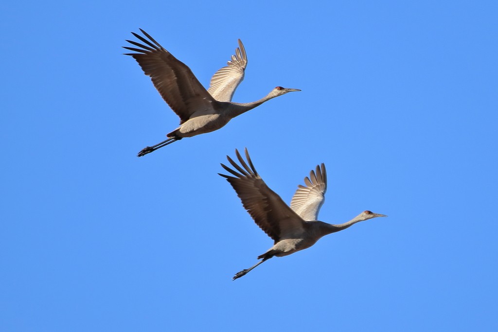 Sandhill Crane - ML353376131