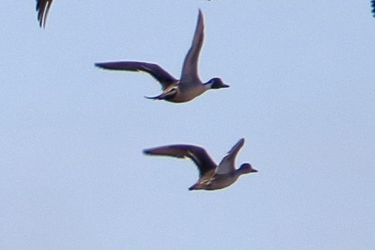 Northern Pintail - ML353376301