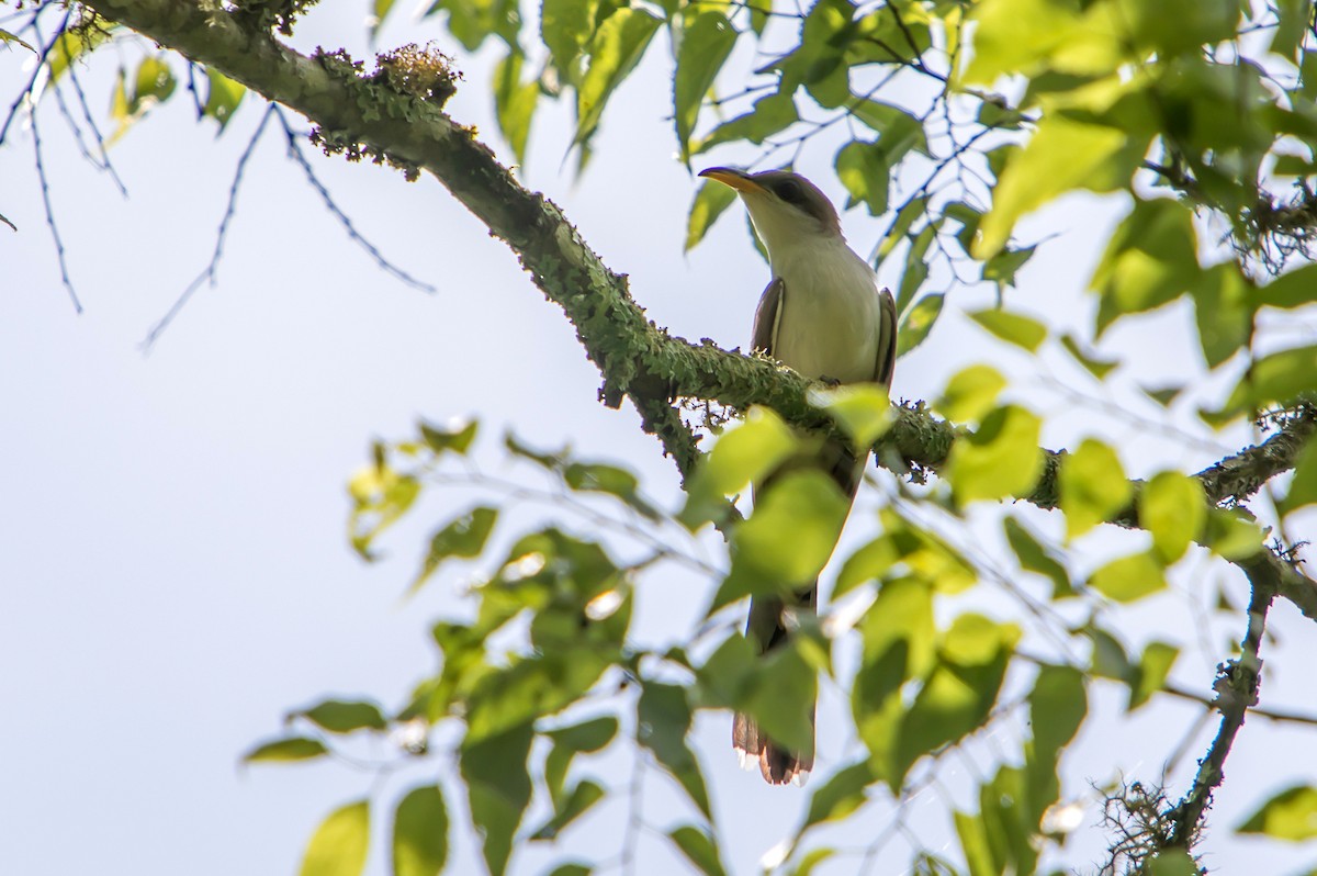 Yellow-billed Cuckoo - ML353376401