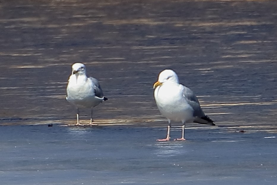 Gaviota Argéntea - ML353377691