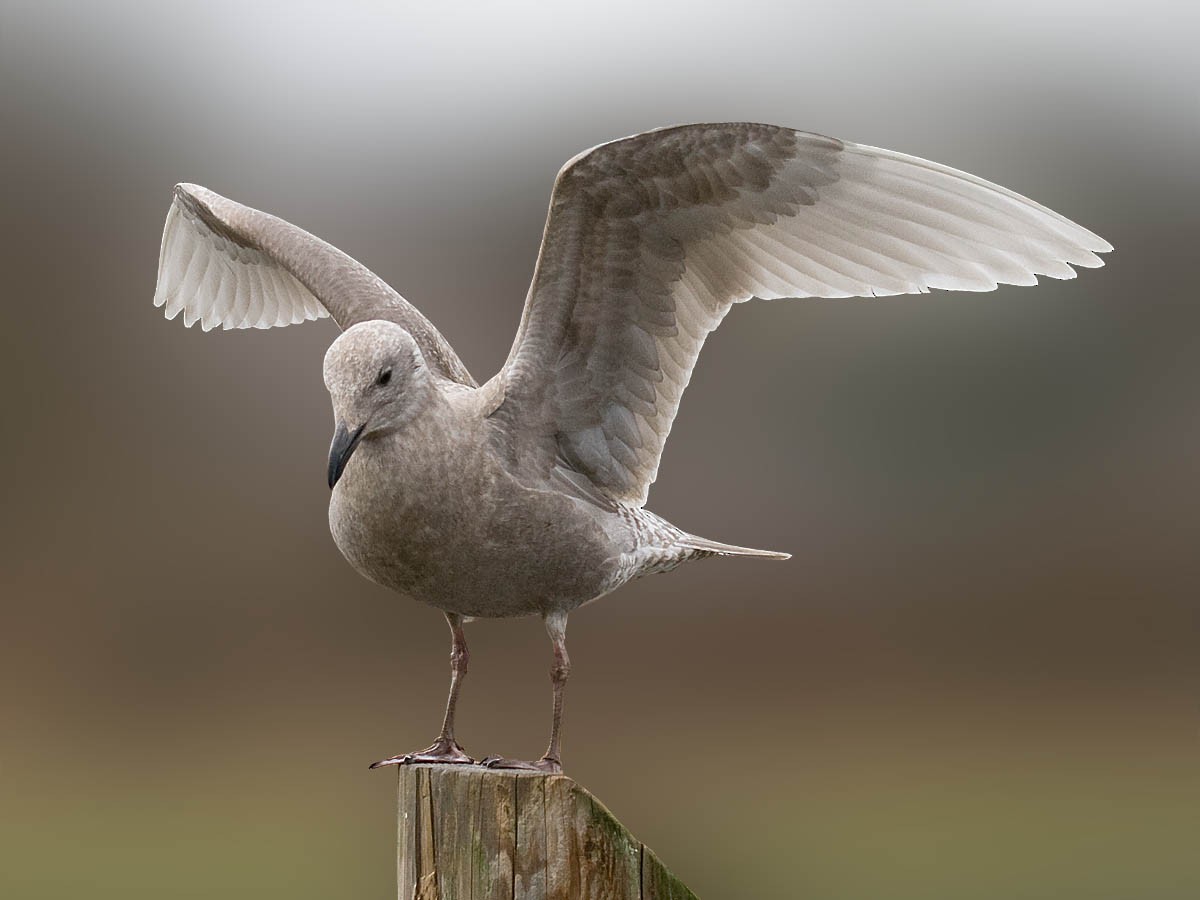 Glaucous-winged Gull - Greg Gillson