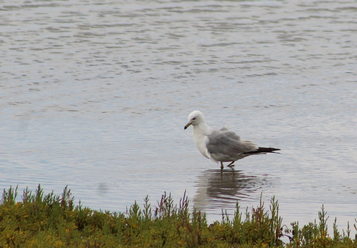 Ring-billed Gull - Sara Alcalá Jiménez